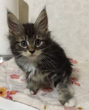 メインクーン【千葉県・男の子・2017年7月10日・ブラウンクラシックタビー&ホワイト】の写真「愛くるしいお目目と人懐っこい性格。かなりのイケメン」