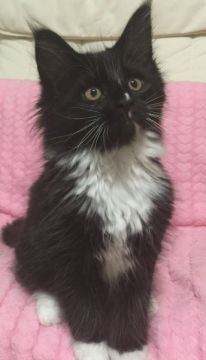 メインクーン【千葉県・女の子・2015年3月19日・ブラック & ホワイト（ロングヘアー）】の写真「とても人懐っこい子です。鼻のラインがポイント！」