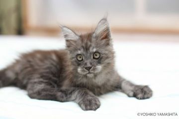 メインクーン【千葉県・男の子・2018年7月7日・ブラックスモーク】の写真「やんちゃ坊主ですが、甘えん坊です！」