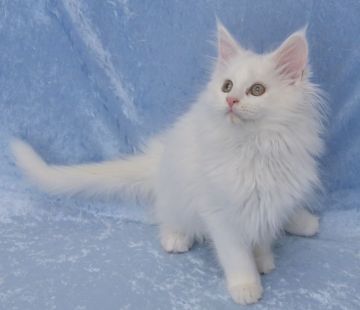 メインクーン【千葉県・女の子・2018年11月15日・ホワイトソリッド】の写真「とにかく可愛い女の子です。大きな目の美人さん🎶」