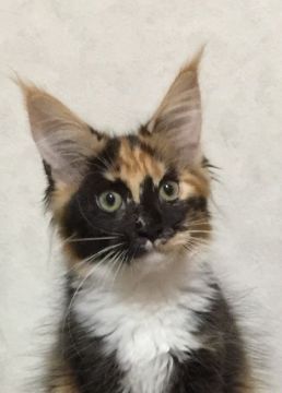 メインクーン【千葉県・女の子・2017年7月10日・トーティ&ホワイト】の写真「お茶目な女の子」