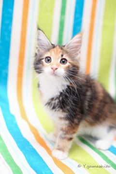 メインクーン【千葉県・女の子・2017年7月10日・ブラウンパッチドクラシックタビー&ホワイト】の写真「目の大きなとてもかわいい子です」