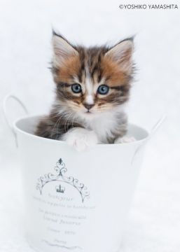 メインクーン【千葉県・女の子・2018年11月15日・ブラウンクラシックタビー アンド ホワイト】の写真「とにかく可愛い女の子です。大きな目の美人さん🎶」