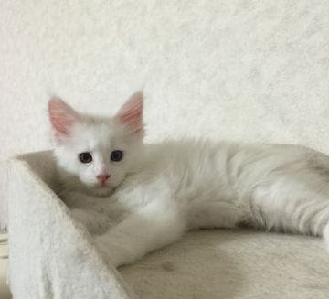メインクーン【千葉県・男の子・2016年4月17日・ホワイトソリッド】の写真「おっとりとした性格の男の子です」