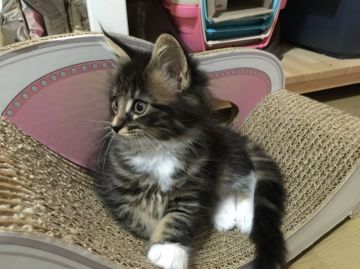 メインクーン【千葉県・男の子・2016年3月10日・ブラウンクラシックタビー&ホワイト】の写真「父猫、母猫共にCFAGCの優良血統です。」