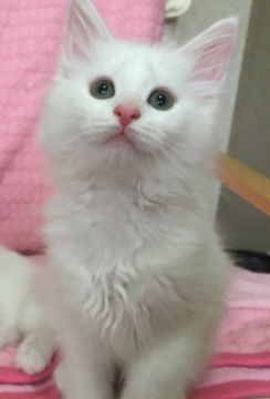 メインクーン【千葉県・女の子・2016年3月10日・ホワイトソリッド】の写真「父猫、母猫共にCFAGCの優良血統です。」