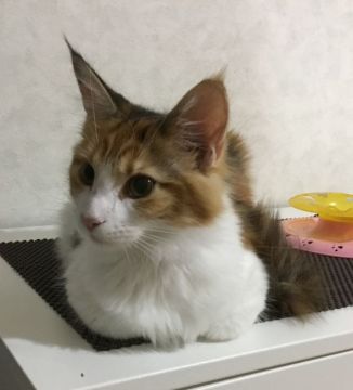 メインクーン【千葉県・女の子・2017年7月10日・ブラウンパッチ&ホワイト】の写真「綺麗な発色の毛色です！」