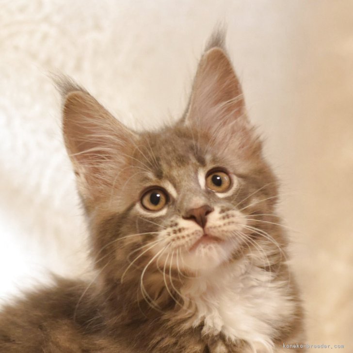 ケッケ 様のお迎えした子猫