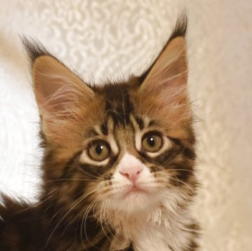 メインクーン【千葉県・女の子・2025年3月7日・ブラウンタビーアンドホワイト（長毛）】の写真「大きな目がチャームポイントの元気な女の子です」