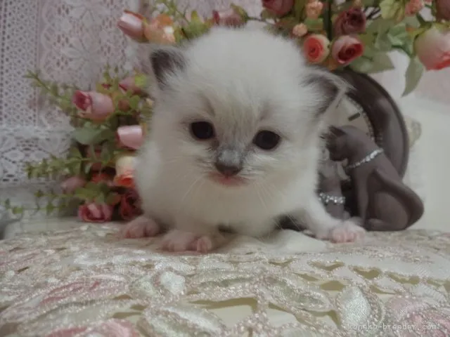 ID:1612-00182の子猫
