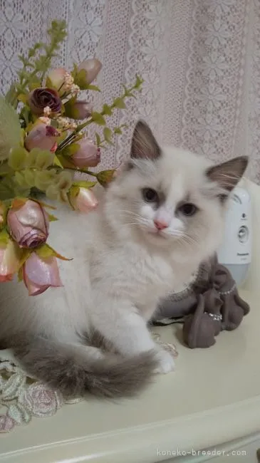 ID:2111-02398の子猫