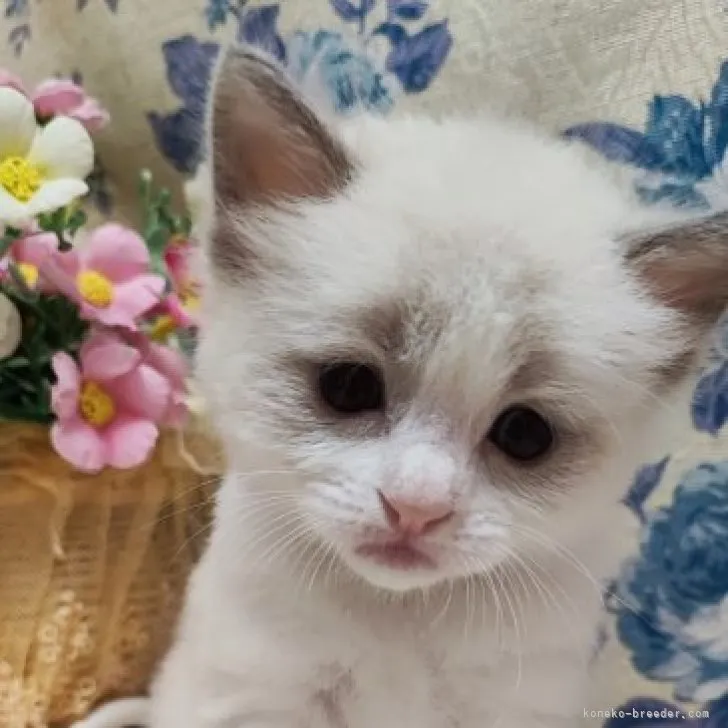 ID:2304-01540の子猫