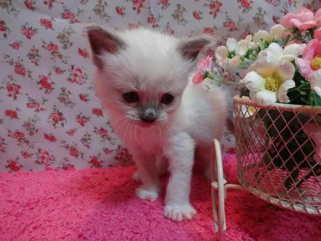 ID:1304-00168の子猫