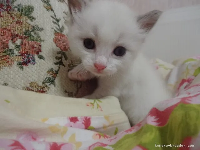 サン 様のお迎えした子猫