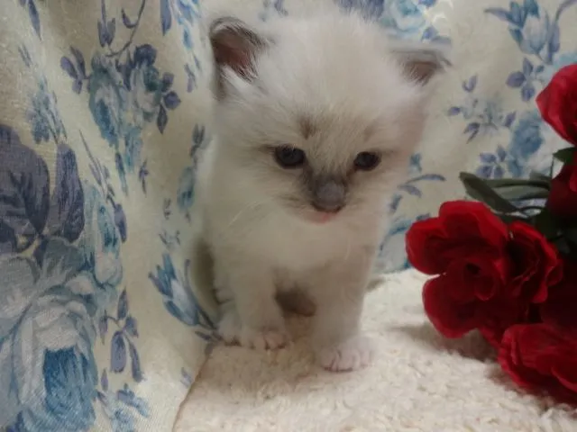 ID：1503-00221の子猫