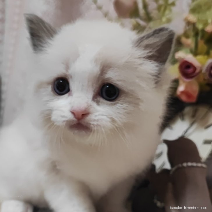 ※ねこねこ※　　　　　　　　　　　　　　【超激レア 美品】ポーター ラグドール【佐賀県・女の子・2024年11月5日・ブルーポイント