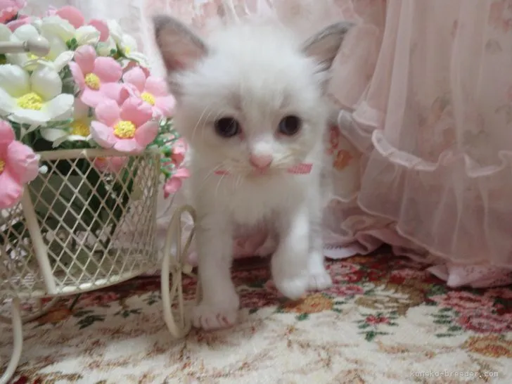 ID：1708-00346の子猫