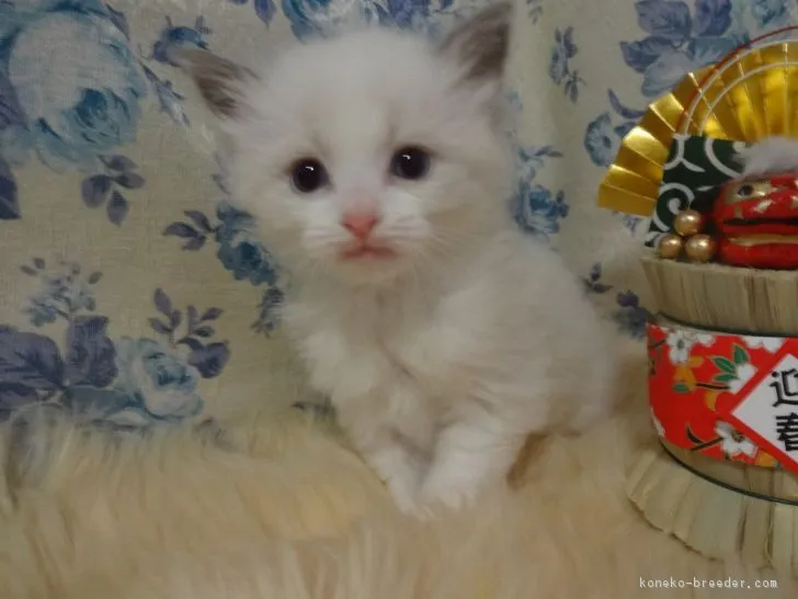 しん 様のお迎えした子猫