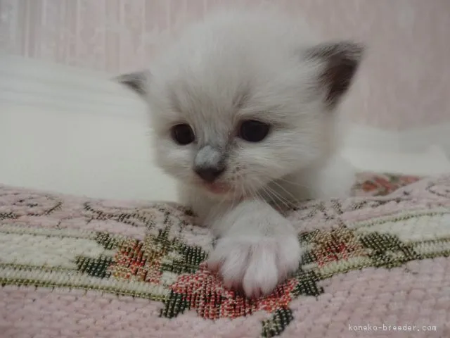 ID：1612-00183の子猫