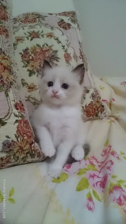 ID:2110-01400の子猫