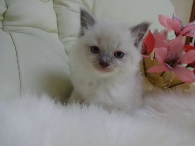 ID:1312-00042の子猫