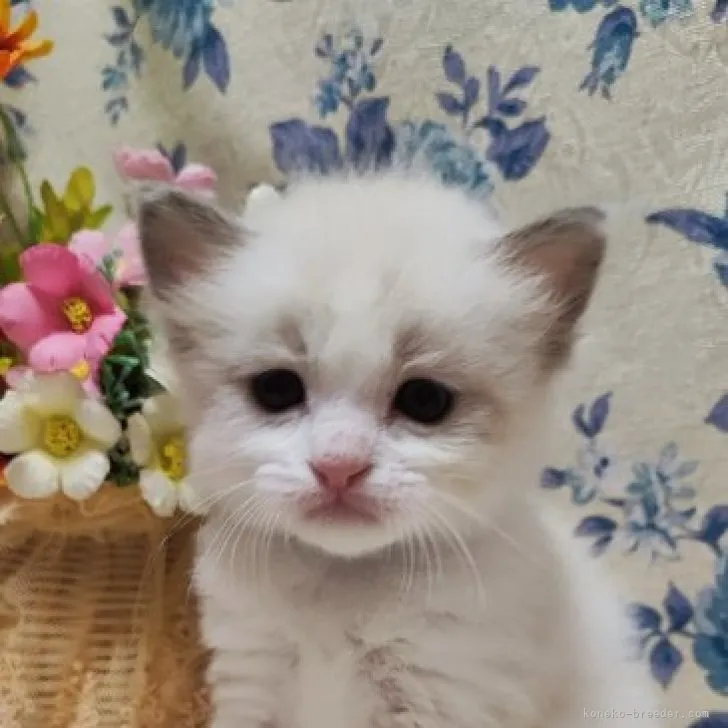 ID:2304-01525の子猫