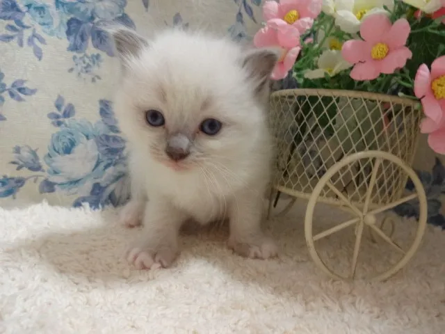 ID:1404-00231の子猫