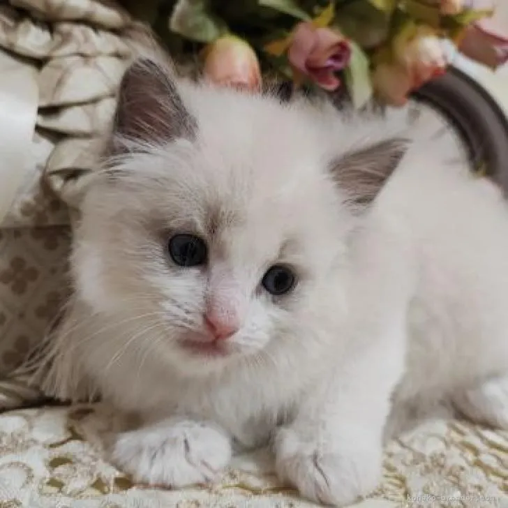 ID:2301-00739の子猫