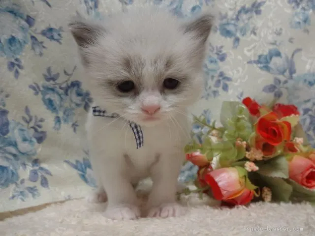 Y.H 様のお迎えした子猫