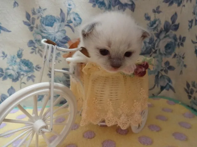 ID:1404-00011の子猫