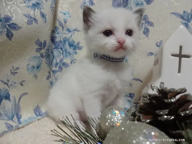 P 様のお迎えした子猫