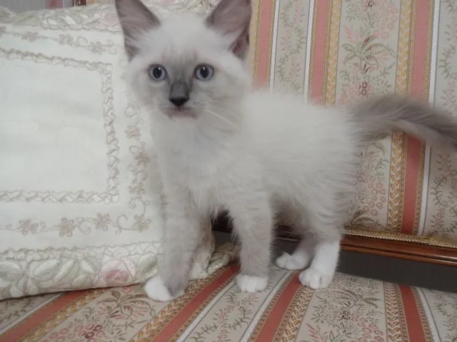 ID:1406-00140の子猫