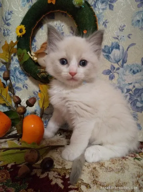 ID:2110-00598の子猫