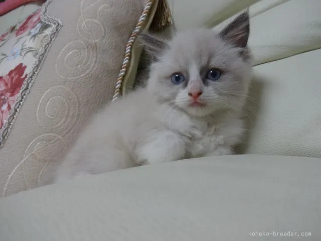 ID:1507-00097の子猫