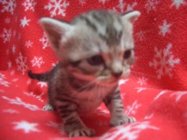 ID：1303-00101の子猫