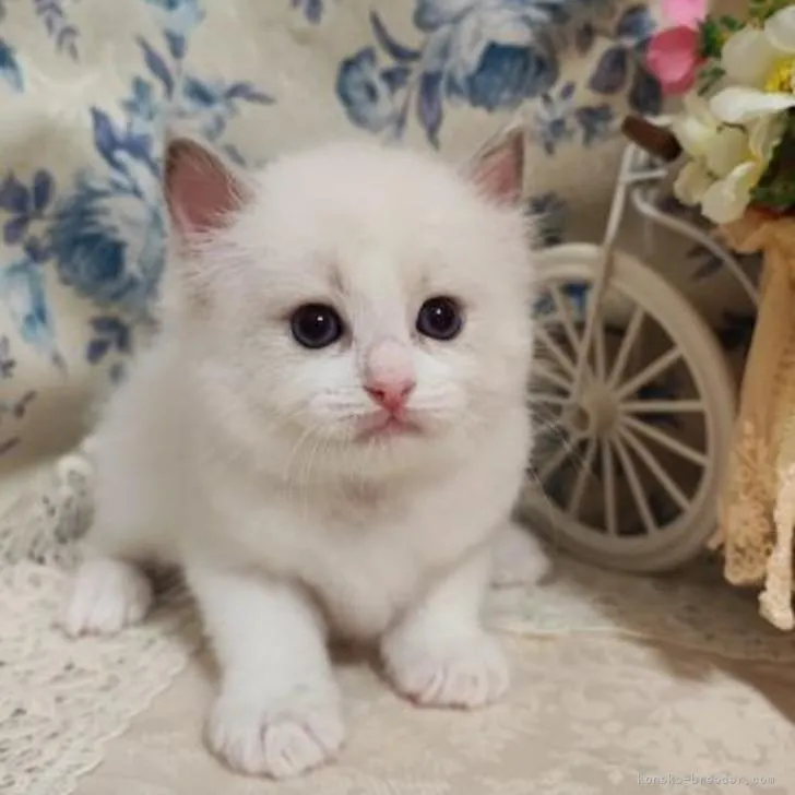 ID：2207-01787の子猫