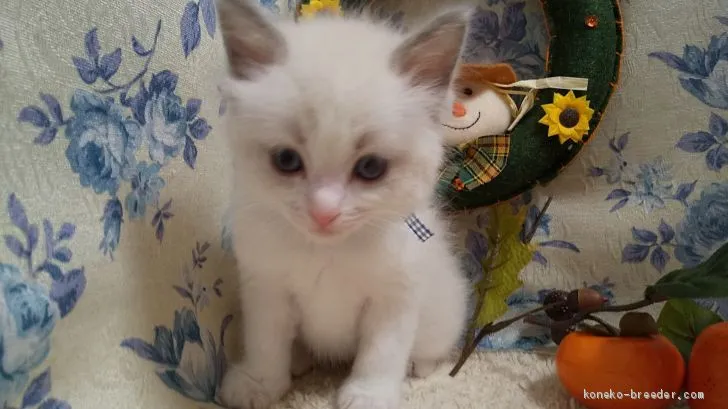 ID:2010-02112の子猫