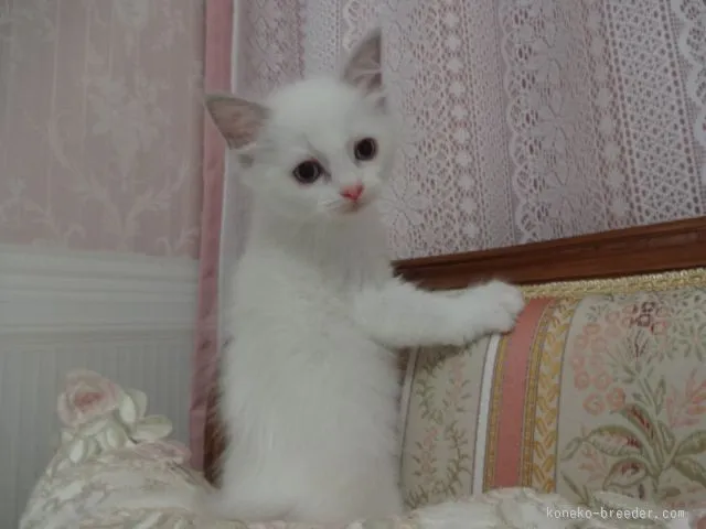 ID:1507-00553の子猫