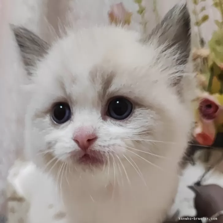 ID：2412-01108の子猫