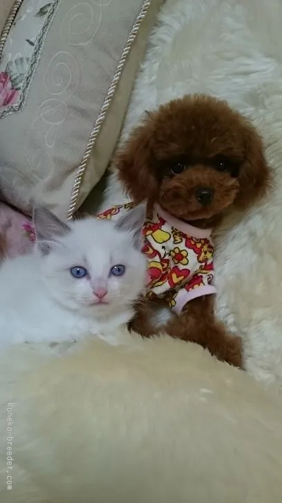 ID:1512-00387の子猫