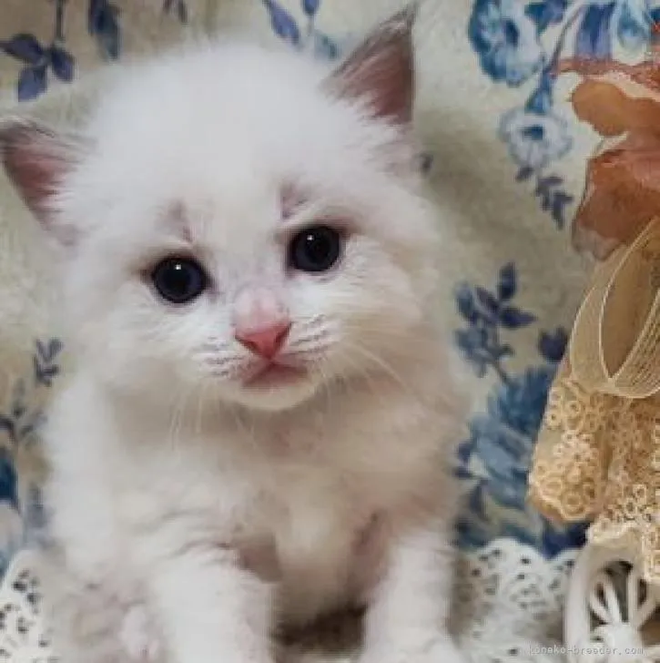 ID:2209-00568の子猫
