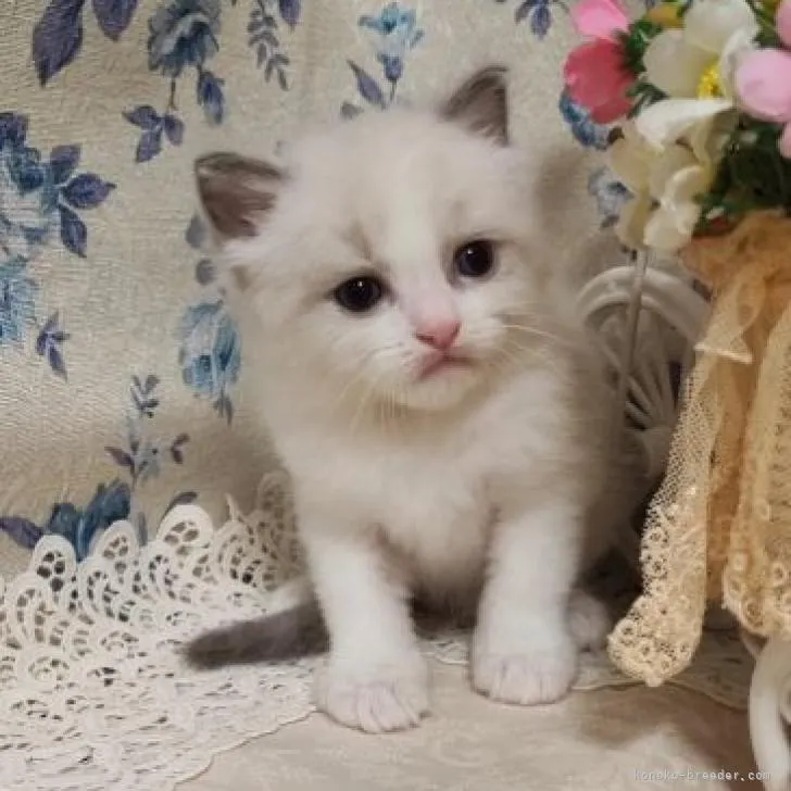 ID:2206-03418の子猫