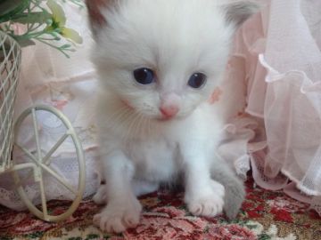 ラグドール【佐賀県・女の子・2016年6月21日・ブルーポイントバイカラー】の写真「♡おっとりとした女の子♡」