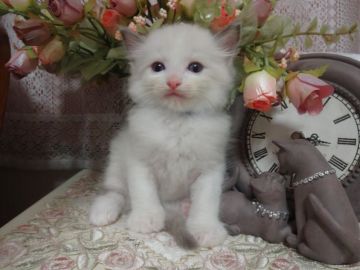 ラグドール【佐賀県・男の子・2017年8月7日・ブルーポイントバイカラー】の写真「モフモフのやさしい　ブルーくん」