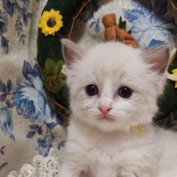 ラグドール【佐賀県・男の子・2022年8月19日・ブルーポイントバイカラー（長毛で柔らかい）】の写真「お顔の八割れも綺麗なイケメンくん」