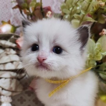 ラグドール【佐賀県・男の子・2023年2月15日・ブルーポイントバイカラー（長毛で柔らかい）】の写真「色白でおっとり優しいイケメンくん」