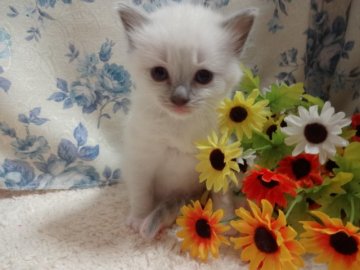 ラグドール【佐賀県・男の子・2014年4月7日・ブルーポイントミテッド】の写真「おっとり♡優しい♡男の子♡」