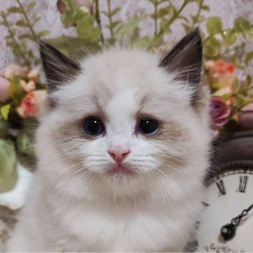 ラグドール【佐賀県・男の子・2024年5月6日・シールポイントバイカラー（長毛で柔らかい）】の写真「毛量タップリのイケメンくん」