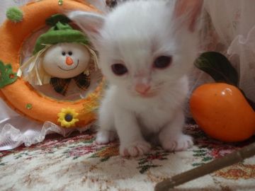 ラグドール【佐賀県・女の子・2015年9月20日・ブルーポイントバイカラー】の写真「♡おっとり♡可愛らしい女の子♡」