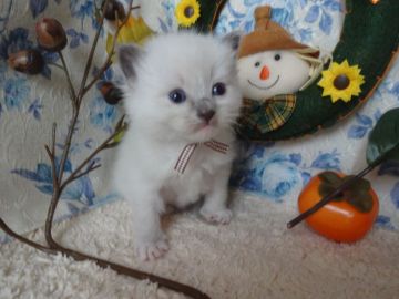 ラグドール【佐賀県・男の子・2017年10月16日・ブルーポイントミテッド】の写真「綺麗な顔立ちのブラウン君」